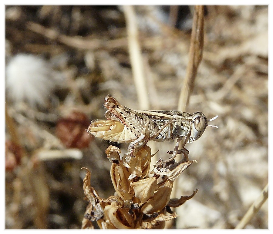 Calliptamus siciliae (Acrididae, Calliptaminae)